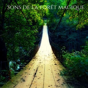 Sons de la forêt magique: Méditation du matin, Yoga sons, Musique de sommeil - Oasis Des Bruits Naturels