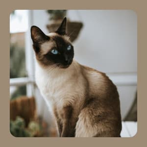 Quintet Jazz - Cat Music Waves