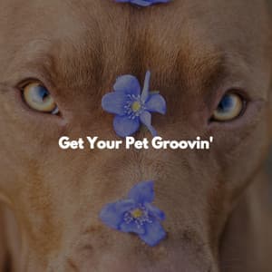 Get Your Pet Groovin' - Música para el Trabajo