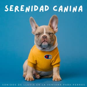 Serenidad Canina: Sonidos De Lluvia En La Ventana Para Perros - Ritmos de estudio Chill Hop Lofi