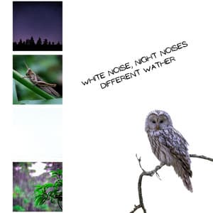 White Noise, Night Noises , Loopable - White Noise Collection