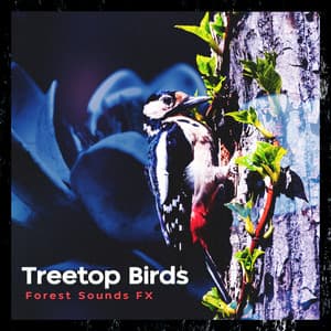 Treetop Birds - Forest Sounds FX