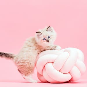 Gentle Sounds for Cats: Music for Calm Moments - Music Moments