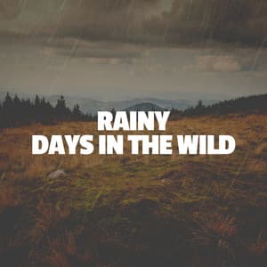 Rainy Days in the Wild - Rain Sounds & Nature Sounds
