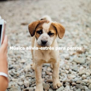 Música alivia-estrés para perros - Calming Jazz For Dogs