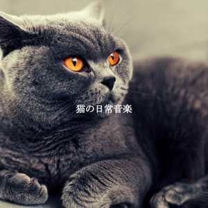 猫の日常音楽 - Cafe Restaurant Music