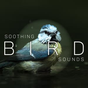 Soothing Bird Sounds: Nature Paradise, Birdsong, Free Spirit, Zen Garden, Quiet Birds Singing - Nature Sounds Paradise