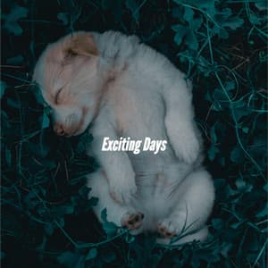 Exciting Days - Midnight Jazz Playlist