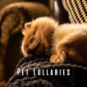 Pet Lullabies: Gentle and Chill Music - Basic Happiness