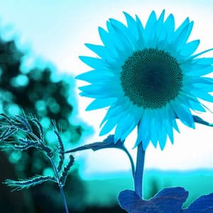 Sunny Background Music for Connected Images - Lofi for Coding