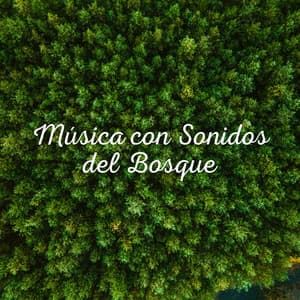 Música con Sonidos del Bosque - Sonidos De Pajaros