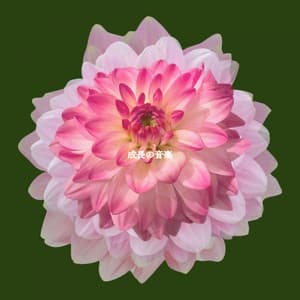 成長の音楽 - Lazy Sunday Jazz