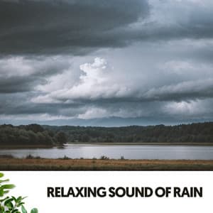 Relaxing Sound of Rain: Serenity in Storms - RelaxMyCat