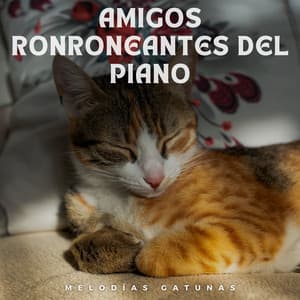 Amigos Ronroneantes Del Piano: Melodías Gatunas - Relajante piano hombre