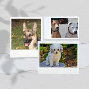 Echoes of Doggy Bedtime - Relaxing Dog Music Playlists
