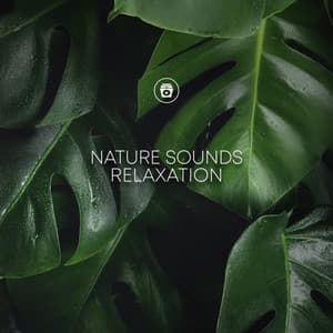 Nature Sounds Relaxation - Rain Recordings