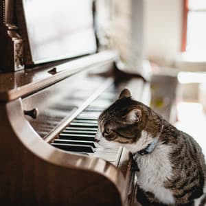 Tranquil Whiskers and Piano: Serenity for Curious Cats - Cat Music Relaxation