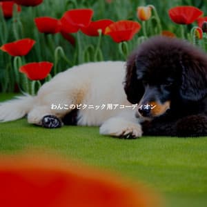 わんこのピクニック用アコーディオン - Easy Listening Instrumental Music