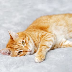 Zen Meowments: Peaceful White Noise for Cat Relaxation - White Noise Universe