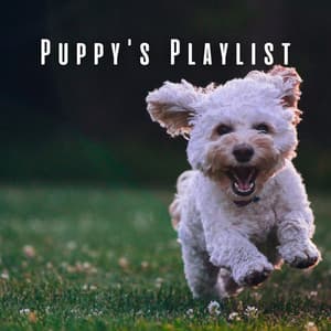 Puppy's Playlist: Chill Music for Little Dogs - Evening Chillout Playlist