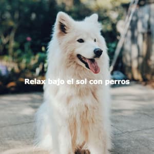 Relax bajo el sol con perros - Coffee + Chill