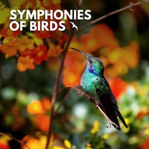 Symphonies of Birds - Organic Sound