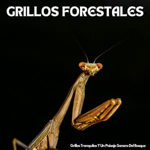 Melodías Ambientales: Grillos Tranquilos Y Un Paisaje Sonoro Del Bosque - Naturaleza