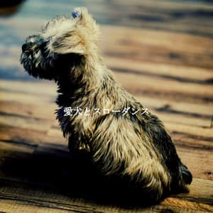 愛犬とスローダンス - Smooth Jazz Beats