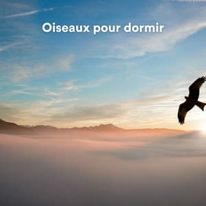 Oiseaux pour dormir - Nature Bird Sounds
