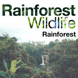 Rainforest Wildlife - Rainforest