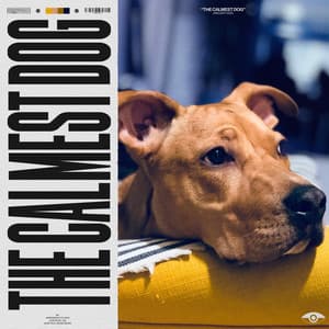 The Calmest Dog - Calm Dog Music