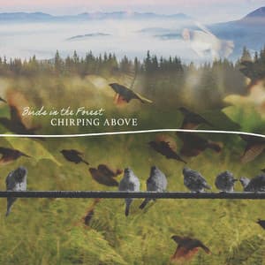 Chirping Above - Birds In The Forest