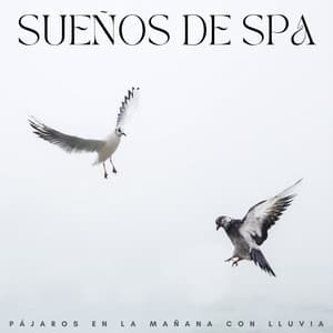 Sueños De Spa: Pájaros En La Mañana Con Lluvia - Lluvia Soundzzz Club