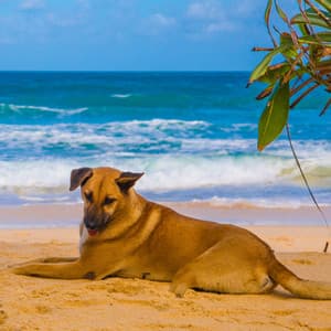 Oceanic Woofs: Chill Music for Laid-Back Dogs - Ocean Atmospheres