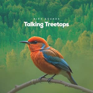 Talking Treetops - Bird Sounds