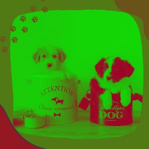 Entertaining Music for Cute Dogs - Glockenspiel Music - Relaxing Dog Music Radio