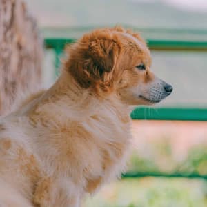 Jazz Organ - Background Music for Joyous Hounds - Relaxing Dog Music Classics