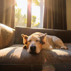 Confort De Piano: Música Suave Para Mascotas - Domingo de piano