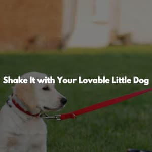 Shake It with Your Lovable Little Dog - Calm Work Music