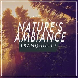Nature's Ambiance: Tranquility - Ambiance nature