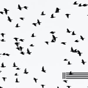 Birds Singing For Your Calmness - Birds In The Forest