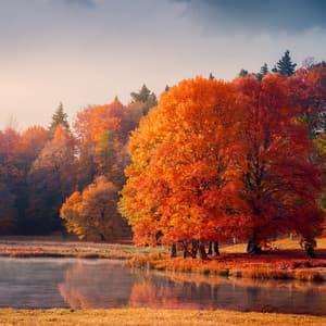 Music for Relaxation and Calm Serenity - Nature Wonders