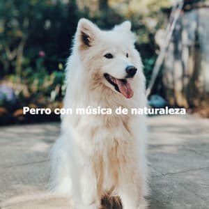 Perro con música de naturaleza - Musica para Perros