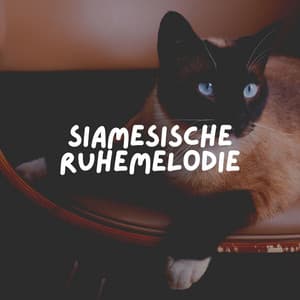 Siamesische Ruhemelodie - Katzenmusik