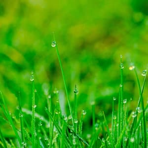 Dewdrop Dreams: Tranquil Rainfall Reflections - Livia Binaural