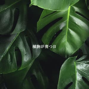 植物が育つ日 - Coffee Shop Chill Out Beats