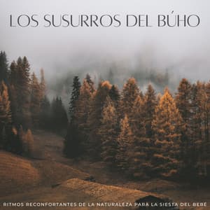 Los Susurros Del Búho: Ritmos Reconfortantes De La Naturaleza Para La Siesta Del Bebé - Sonidos De Buho