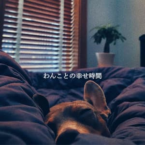 わんことの幸せ時間 - Afternoon Jazz