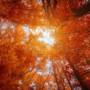 Enchanted Forest - Forest Sounds