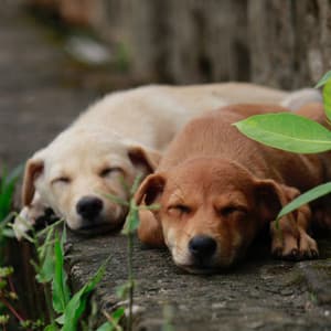 Warm Piano Jazz - Ambiance for Sleepy Pups - Relaxing Dog Music Seduction